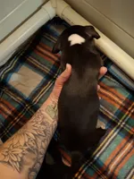 Oreo, a male Chiweenie for sale in Clyde, OH – 2 of 5