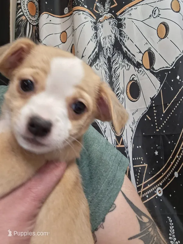Blondie – Chiweenie puppy for sale in Clyde, OH