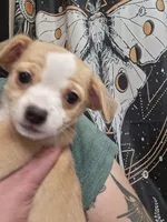 Blondie, a male Chiweenie for sale in Clyde, OH – 1 of 5