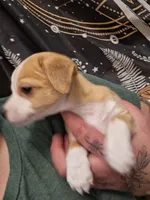 Blondie, a male Chiweenie for sale in Clyde, OH – 4 of 5