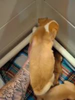 Blondie, a male Chiweenie for sale in Clyde, OH – 2 of 5