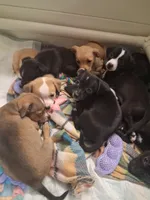 Milo, a male Chiweenie for sale in Clyde, OH – 3 of 4