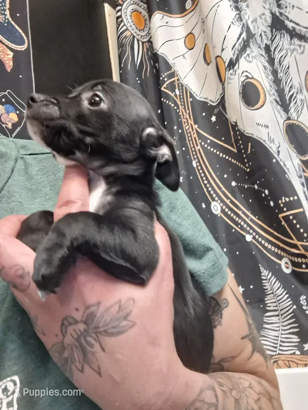 Milo – Chiweenie puppy for sale in Clyde, OH