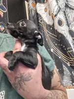 Milo, a male Chiweenie for sale in Clyde, OH – 1 of 4