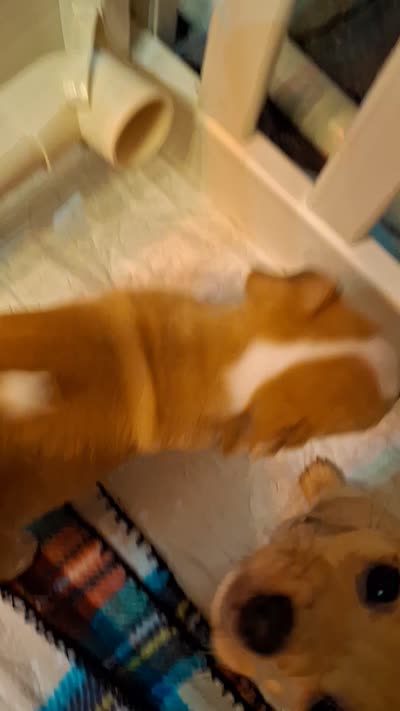 Milo, a male Chiweenie for sale in Clyde, OH – 4 of 4