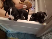 Oreo, a male Chiweenie for sale in Clyde, OH – 3 of 5