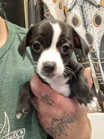 Oreo, a male Chiweenie for sale in Clyde, OH – 1 of 5