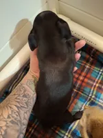 Milo, a male Chiweenie for sale in Clyde, OH – 2 of 4