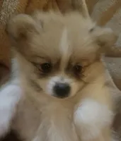 Kirstie, a female Pomeranian for sale in Simpsonville, SC – Photo 2 of 5