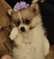 Kirstie, a female Pomeranian for sale in Simpsonville, SC – Photo 5 of 5