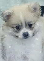 Kirstie, a female Pomeranian for sale in Simpsonville, SC – Photo 1 of 5