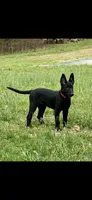 Azula, a female Belgian Malinois for sale in Dearborn, MI – Photo 3 of 4