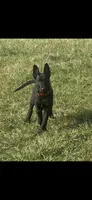 Azula, a female Belgian Malinois for sale in Dearborn, MI – Photo 2 of 4