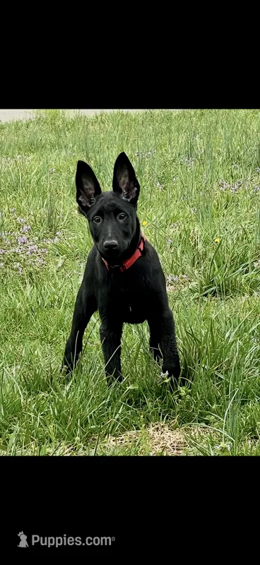 Azula – Belgian Malinois puppy for sale in Dearborn, MI