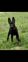 Azula, a female Belgian Malinois for sale in Dearborn, MI – Photo 1 of 4