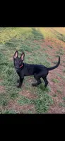Azula, a female Belgian Malinois for sale in Dearborn, MI – Photo 4 of 4