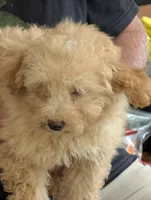 Charlie, a male Poodle - Toy  for sale in Star, NC – 3 of 10