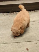Charlie, a male Poodle - Toy  for sale in Star, NC – 7 of 10