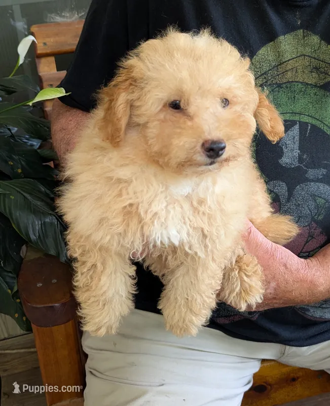 Charlie – Poodle - Toy  puppy for sale in Star, NC