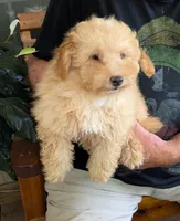 Charlie, a male Poodle - Toy  for sale in Star, NC – 1 of 10