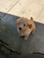 Charlie, a male Poodle - Toy  for sale in Star, NC – 8 of 10
