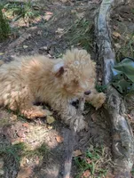 Charlie, a male Poodle - Toy  for sale in Star, NC – 6 of 10
