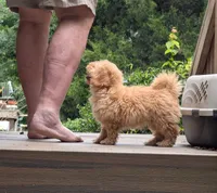Charlie, a male Poodle - Toy  for sale in Star, NC – 5 of 10
