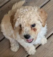 Charlie, a male Poodle - Toy  for sale in Star, NC – 9 of 10