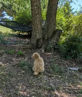 Charlie, a male Poodle - Toy  for sale in Star, NC – 4 of 10