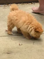 Charlie, a male Poodle - Toy  for sale in Star, NC – 2 of 10
