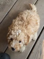 Charlie, a male Poodle - Toy  for sale in Star, NC – 10 of 10