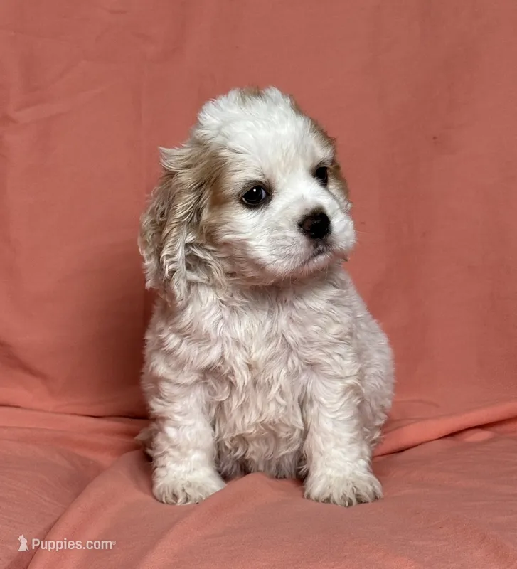 Terry – Cocker Spaniel puppy for sale in Hesperia, CA