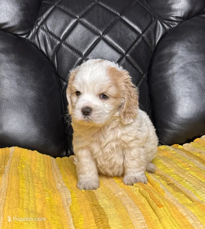 Terry – Cocker Spaniel puppy for sale in Hesperia, CA