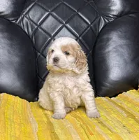Roxi , a female Cocker Spaniel for sale in Hesperia, CA – 3 of 3