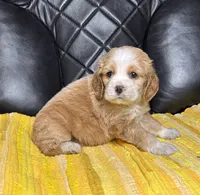 Remi, a male Cocker Spaniel for sale in Hesperia, CA – 3 of 3
