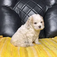 Terry, a male Cocker Spaniel for sale in Hesperia, CA – 3 of 3
