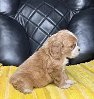 Ally, a female Cocker Spaniel for sale in Hesperia, CA – 3 of 3