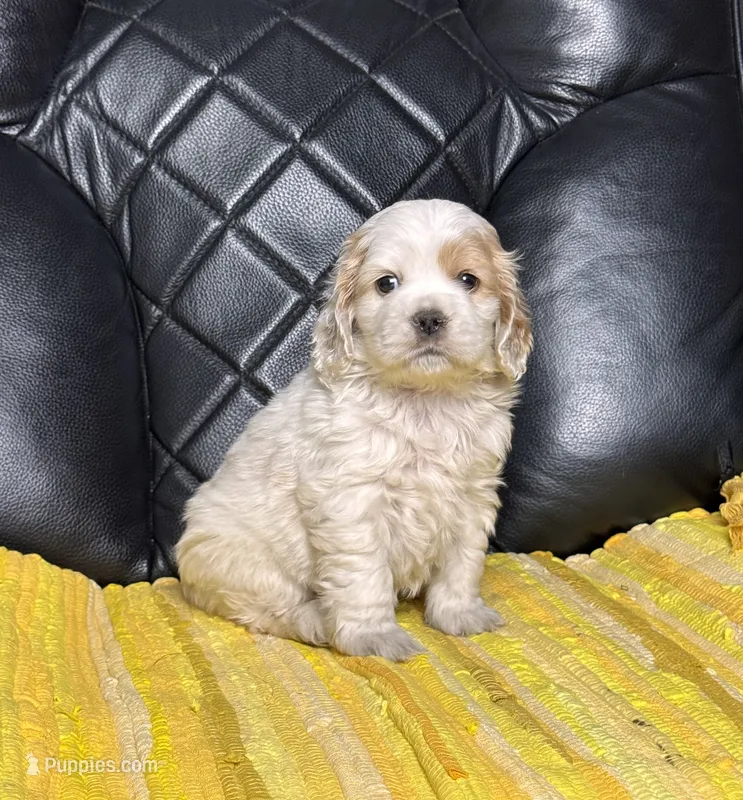 Roxi  – Cocker Spaniel puppy for sale in Hesperia, CA