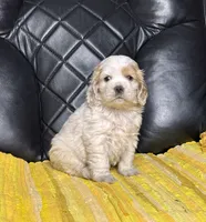 Roxi , a female Cocker Spaniel for sale in Hesperia, CA – 1 of 3