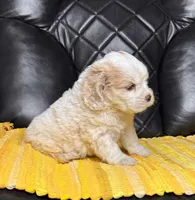 Terry, a male Cocker Spaniel for sale in Hesperia, CA – 2 of 3