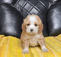 Remi, a male Cocker Spaniel for sale in Hesperia, CA – 2 of 3
