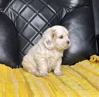 Roxi , a female Cocker Spaniel for sale in Hesperia, CA – 2 of 3