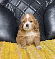 Ally, a female Cocker Spaniel for sale in Hesperia, CA – 1 of 3