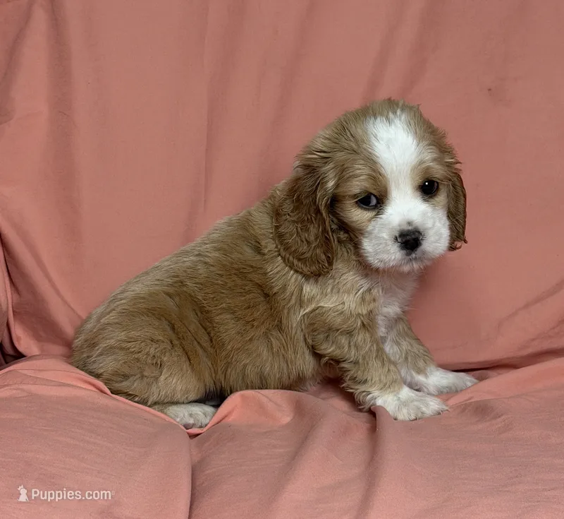 Remi – Cocker Spaniel puppy for sale in Hesperia, CA