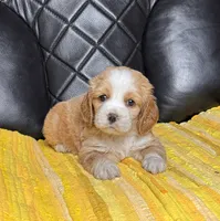 Remi, a male Cocker Spaniel for sale in Hesperia, CA – 1 of 3