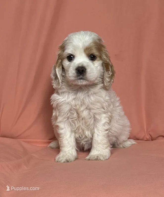Roxi  – Cocker Spaniel puppy for sale in Hesperia, CA