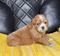 Ally, a female Cocker Spaniel for sale in Hesperia, CA – 2 of 3