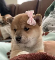 Suki, a female Shiba Inu for sale in Rancho Santa Margarita, CA – Photo 5 of 10