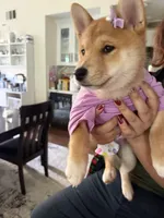 Suki, a female Shiba Inu for sale in Rancho Santa Margarita, CA – Photo 6 of 9