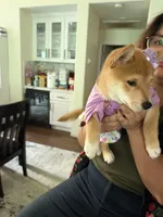 Suki, a female Shiba Inu for sale in Rancho Santa Margarita, CA – Photo 8 of 9